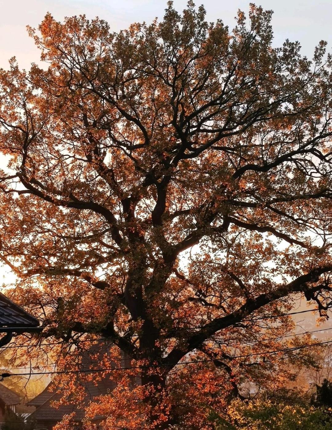 The Little Oak - Tiny House With Bed On Mezzanine & Terrace - From 1 To 4 P Disney, Paris & Cdg Pomponne 외부 사진